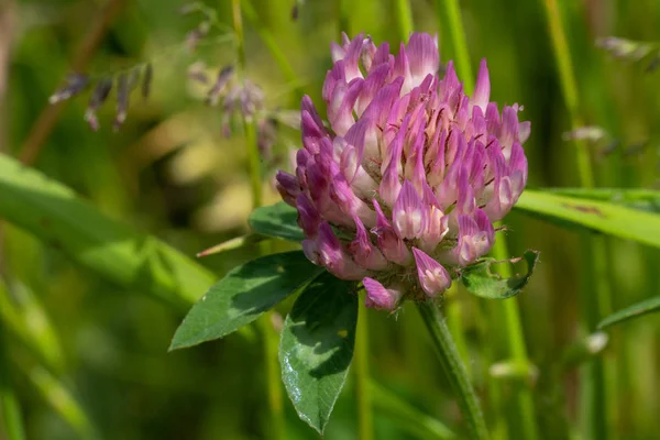 Красный Клевер Trifolium Pratense Цветы Лугов — стоковое фото