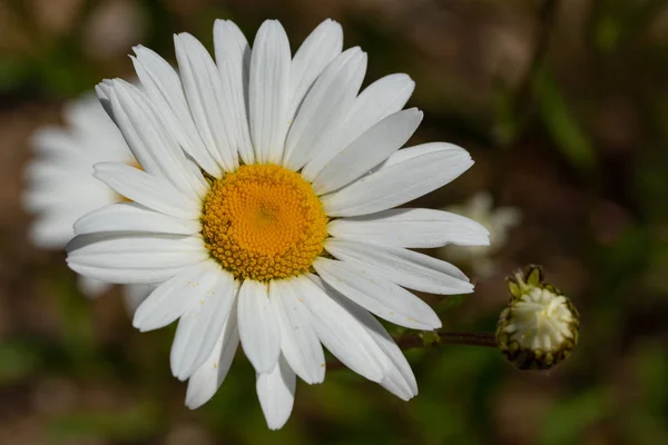 Gänseblümchen Leucanthemum Vulgare Nahaufnahme Des Blütenkopfes — Stockfoto