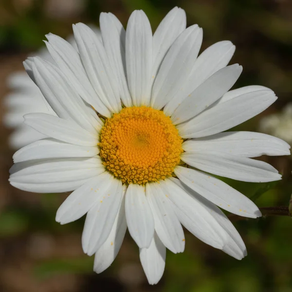 Common Daisy Leucanthemum Vulgare Close Flower Head — Stock Photo, Image