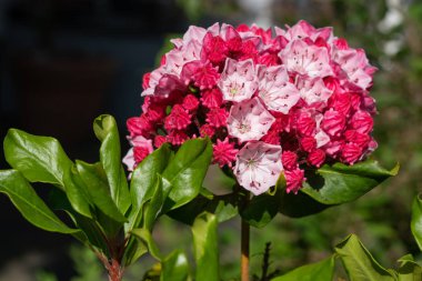 Dağ defne kuşu (Kalmia latifolia), çiçeğin başını kapat
