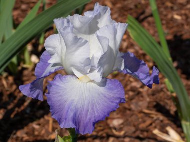 Alman iris (Iris barbata), çiçeğin başını kapat.