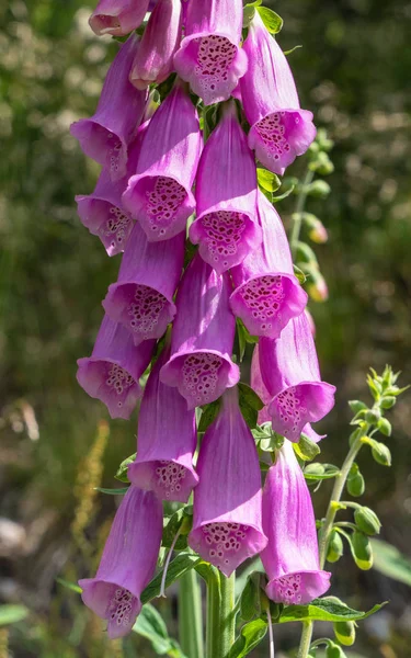 Purple Foxglove Digitalis Purpurea Κοντά Στο Δασικό Φυτό — Φωτογραφία Αρχείου