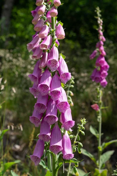 Purple Foxglove Digitalis Purpurea Κοντά Στο Δασικό Φυτό — Φωτογραφία Αρχείου