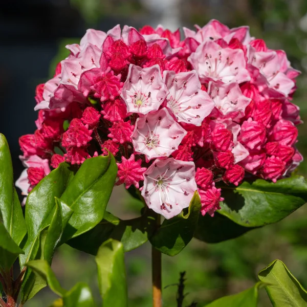 Гірський Лавр Kalmia Latfolia Крупним Планом Квіткової Голови — стокове фото