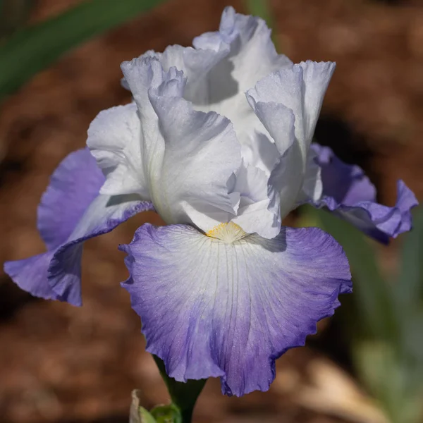 Duitse Iris Iris Barbata Close Van Bloemkop — Stockfoto