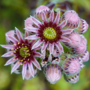 Genel Houseleek (Sempervivum tectorum), yazın çiçekleri