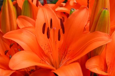 Asyalı Lily (Lilium Asiatic), çiçeğin başını kapat