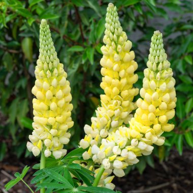 Bahçe Lupin (Lupinus polyphyllus), çiçeğin başını kapat