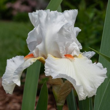 Alman iris (Iris barbata), çiçeğin başını kapat.