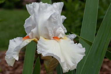 Alman iris (Iris barbata), çiçeğin başını kapat.