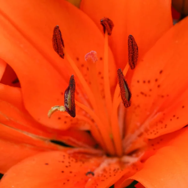 Lirio Asiático Lilium Asiatic Primer Plano Cabeza Flor — Foto de Stock