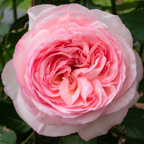 Krzew Róża Eden Róża Rosa Zbliżenie Kwiat Głowa — Zdjęcie stockowe