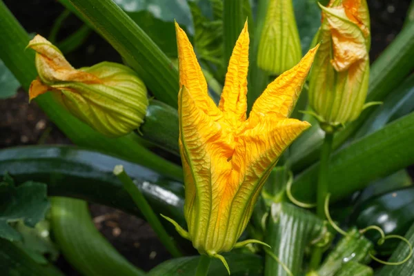 Blossom Courgette Plant Cucurbita Pepo — Stock Photo, Image