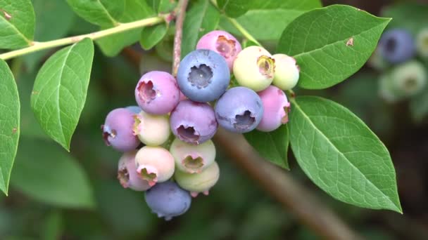 Mirtillo Rosso Vaccinium Myrtillus Frutti Dell Estate — Video Stock