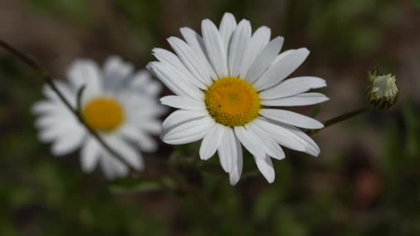 Margarita Común Leucanthemum Vulgare Cerca Cabeza Flor — Vídeo de stock