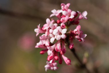 Kartopu, kartopu farreri