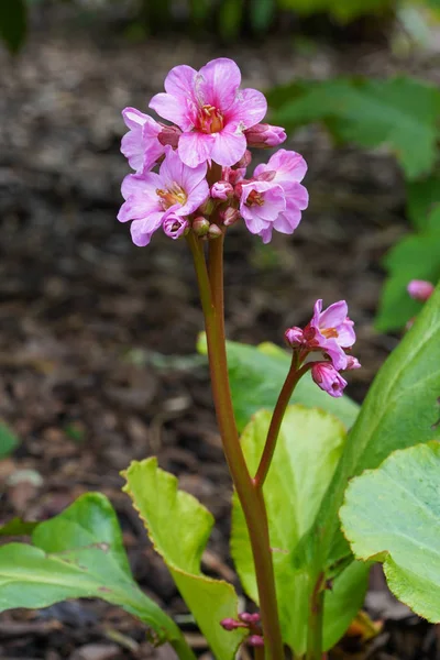 Bergenia, ibrido di Bergenia — Foto Stock