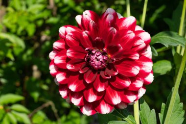 Dahlia, Dahlia