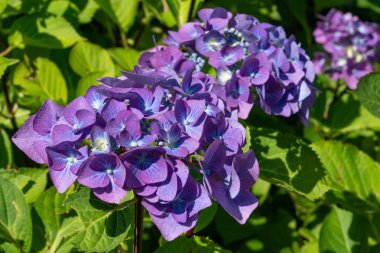 Penny Mac, Hydrangea makrophylla.