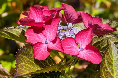 Penny Mac, Hydrangea makrophylla.