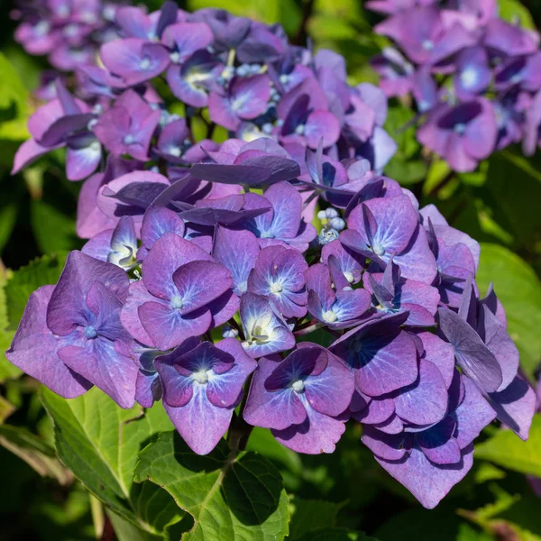 Penny mac, Hydrangea macrophylla — Photo