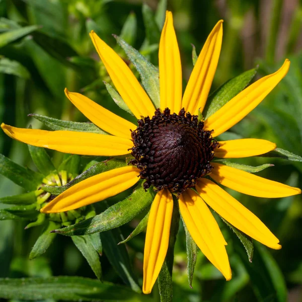Turuncu Coneflower, Rudbeckia fulgida