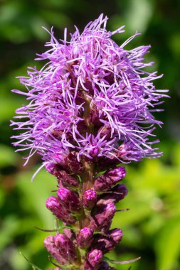 Çayır gay tüyü (Liatris spicata), yaz çiçekleri