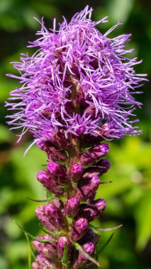 Çayır eşcinsel tüyü (Liatris spicata)