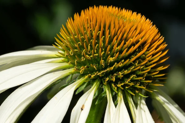 Cónica, echinacea purpurea — Foto de Stock