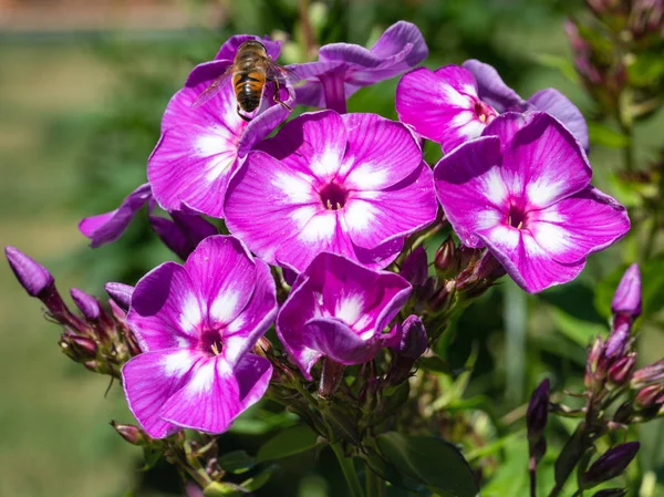 Jardim Phlox, Phlox paniculata — Fotografia de Stock