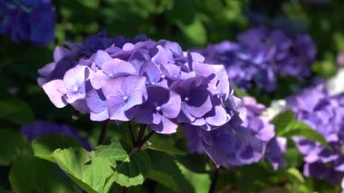 Penny Mac (Hydrangea makrophylla), yazın çiçekleri