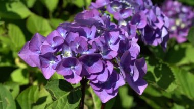 Penny Mac (Hydrangea makrophylla), yazın çiçekleri