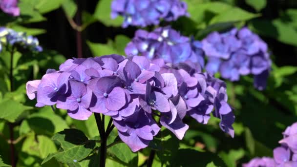 Penny Mac Hydrangea Macrophylla Flowers Summer — Stock Video
