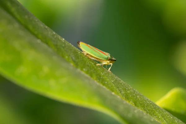 Rhododendron leafhopper, Graphocephala fennahi — Stock Photo, Image