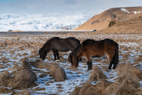 Island häst, Equus caballus — Stockfoto