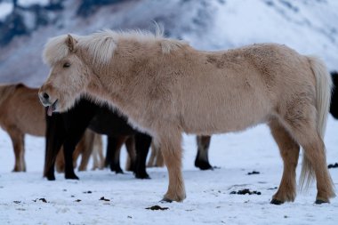 İzlanda atı, Equus caballus