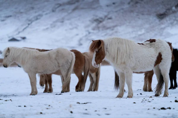 Island häst, Equus caballus — Stockfoto