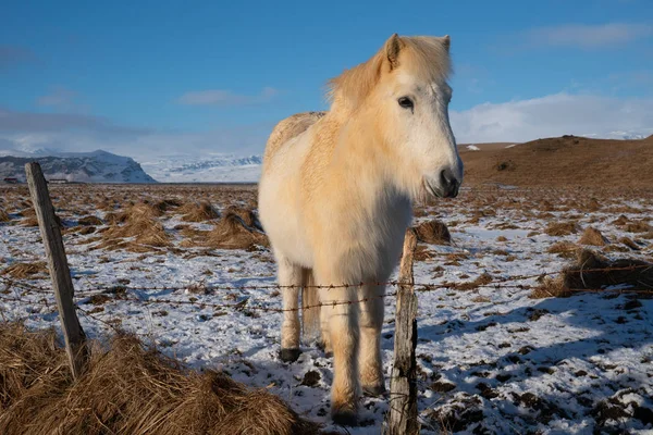 Islandia caballo, Equus caballus —  Fotos de Stock