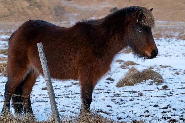 Isländsk Häst Equus Caballus Traditionell Häst Från Den Isländska — Stockfoto