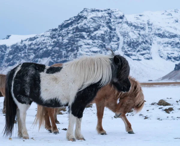 Island häst, Equus caballus — Stockfoto