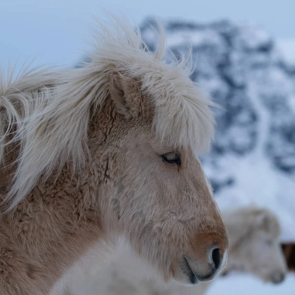 Island häst, Equus caballus — Stockfoto