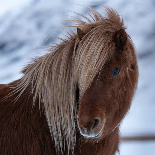 Island häst, Equus caballus — Stockfoto