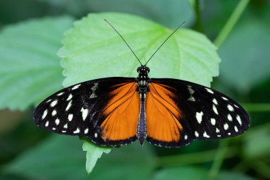 Altın uzun kanat, Heliconius hecale