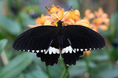Ortak mormon, Papilio polites