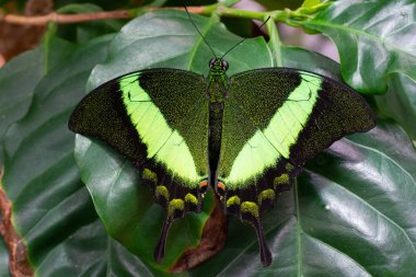 Zümrüt kırlangıç kuyruğu ,Papilio palinurus