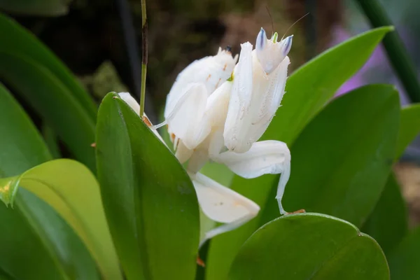 Mantis orquídea, Hymenopus coronatus — Foto de Stock