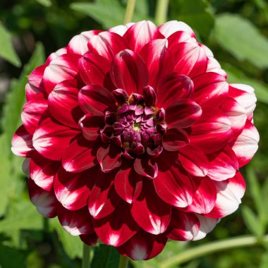 Dahlia, Dahlia