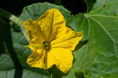 Salatalık, Cucumis sativus