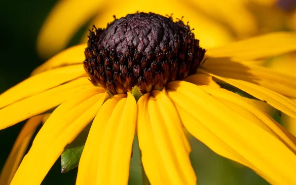 Orange Coneflower, Rudbeckia fulgida — Stock Photo, Image