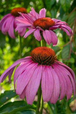 coneflower, Echinacea purpurea
